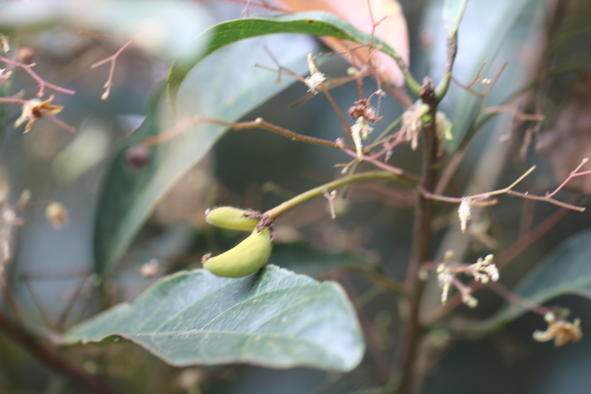 Sterculia lanceolata Cav.